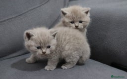 British Shorthair cats for sale: British shorthair kittens lilac/blue - Image 5
