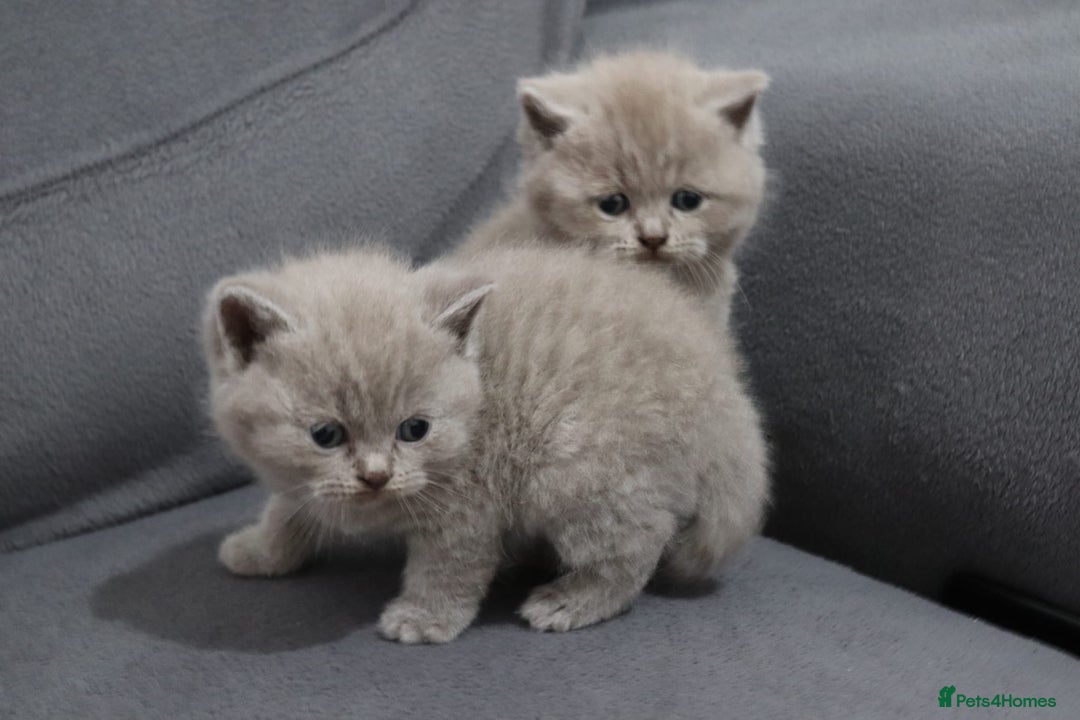 British Shorthair cats for sale: British shorthair kittens lilac/blue - Image 5