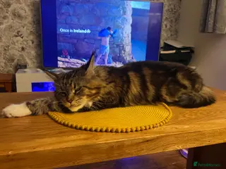 Maine Coon cats Maine coon - Advert 2