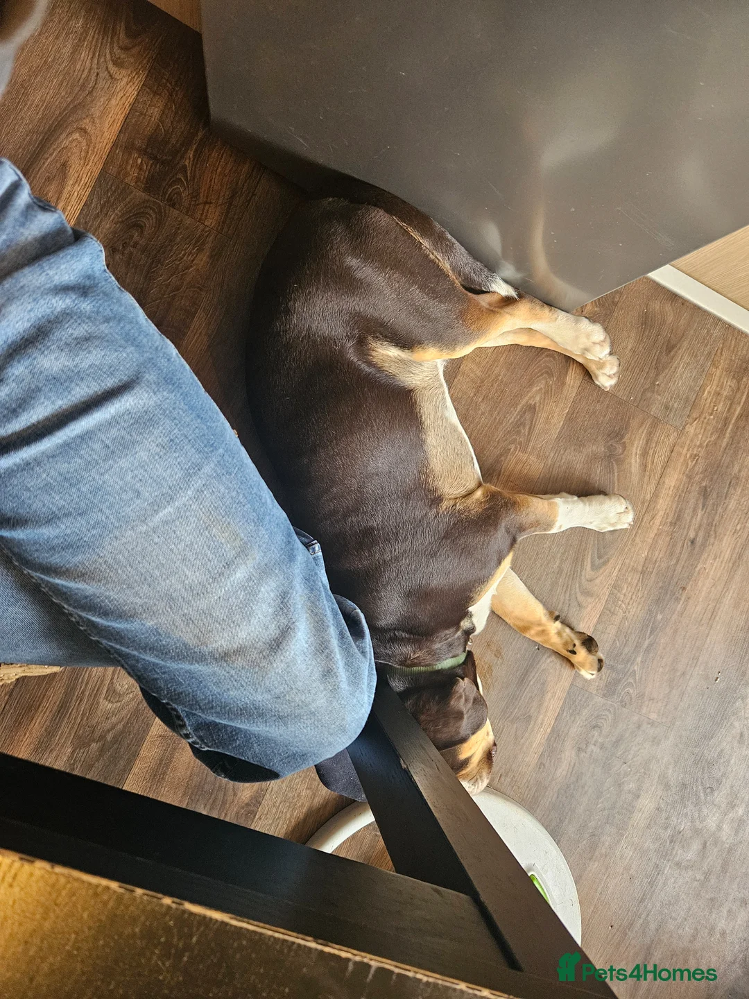 Mixed Breed dogs for sale: 9 month old Olde English bulldogge/cocker spaniel  - Advert 11