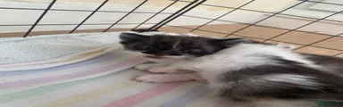 Mixed Breed 2