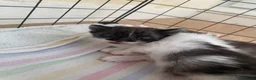 Mixed Breed cats for sale: Angora/mainecoon mix - Advert 5