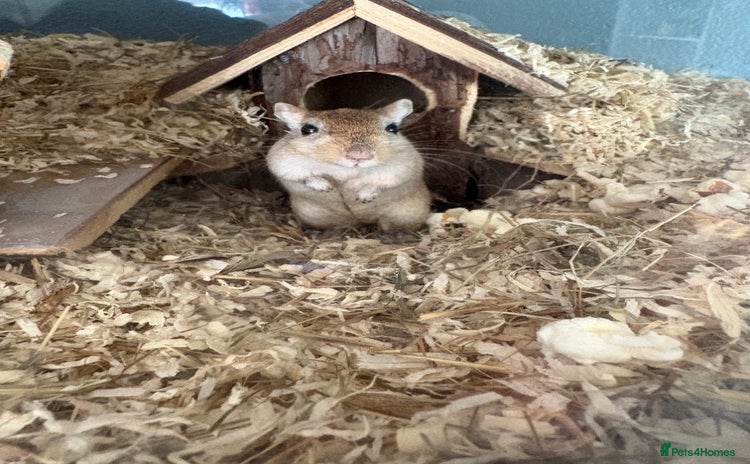 Gerbil rodents - Advert 1