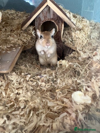 Gerbil rodents - Advert 4