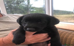 Mixed Breed dogs for sale: Patterdale Black puppies - Image 5