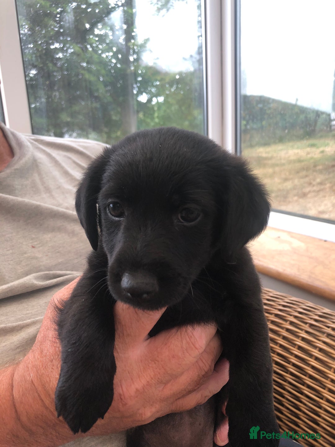 Mixed Breed dogs for sale: Patterdale Black puppies - Image 5