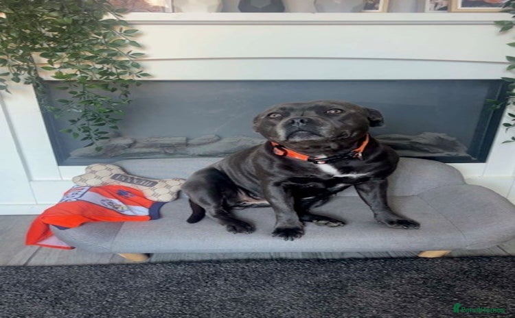 Staffordshire Bull Terrier dogs - Advert 13