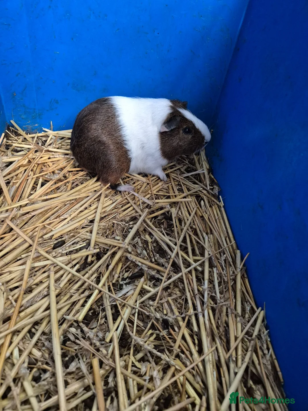 Guinea Pig rodents for sale: Guinea Pigs 👀🏡 - Advert 2