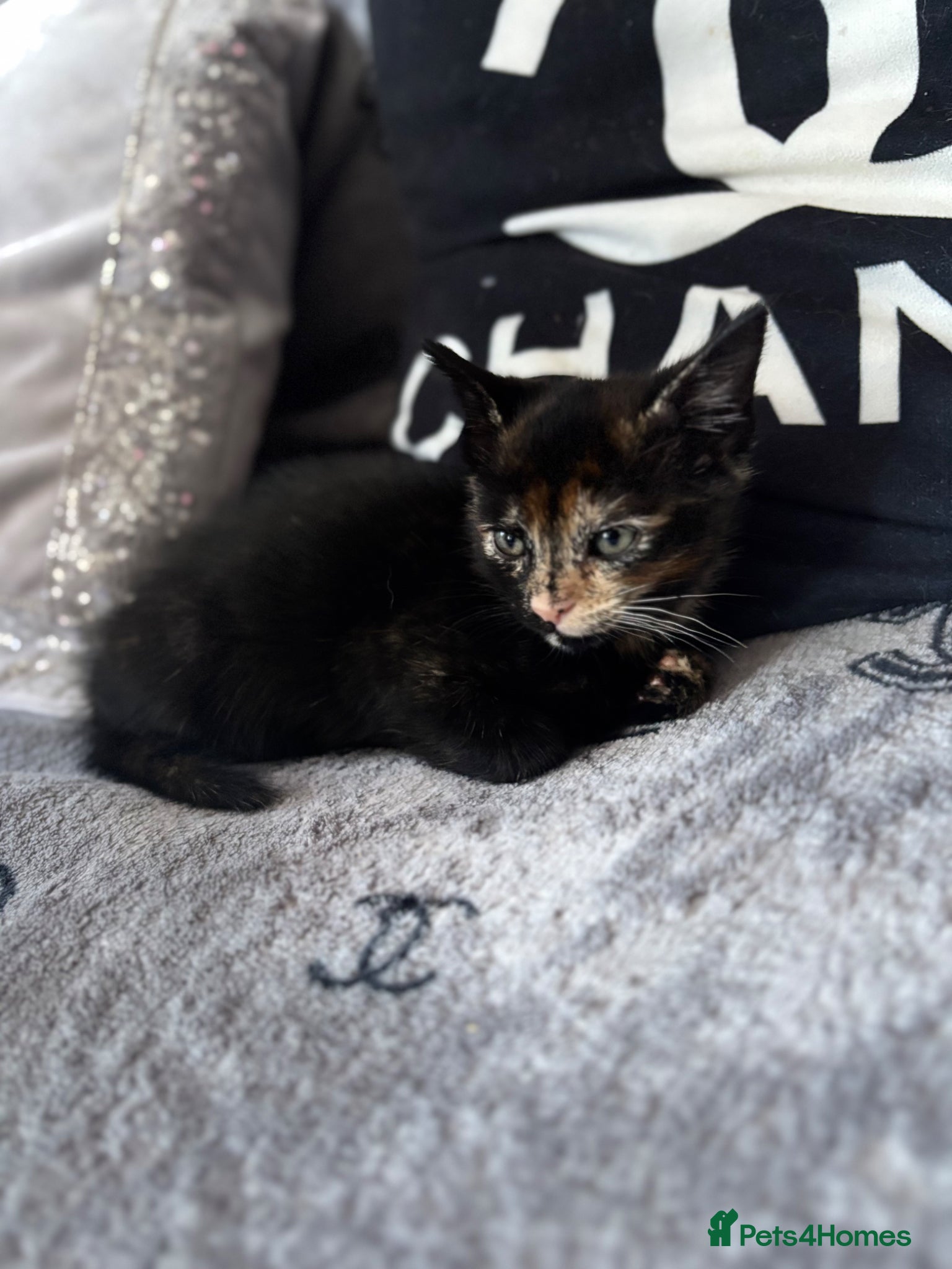 Mixed Breed cats for sale: 8 week old kittens  - Advert 2