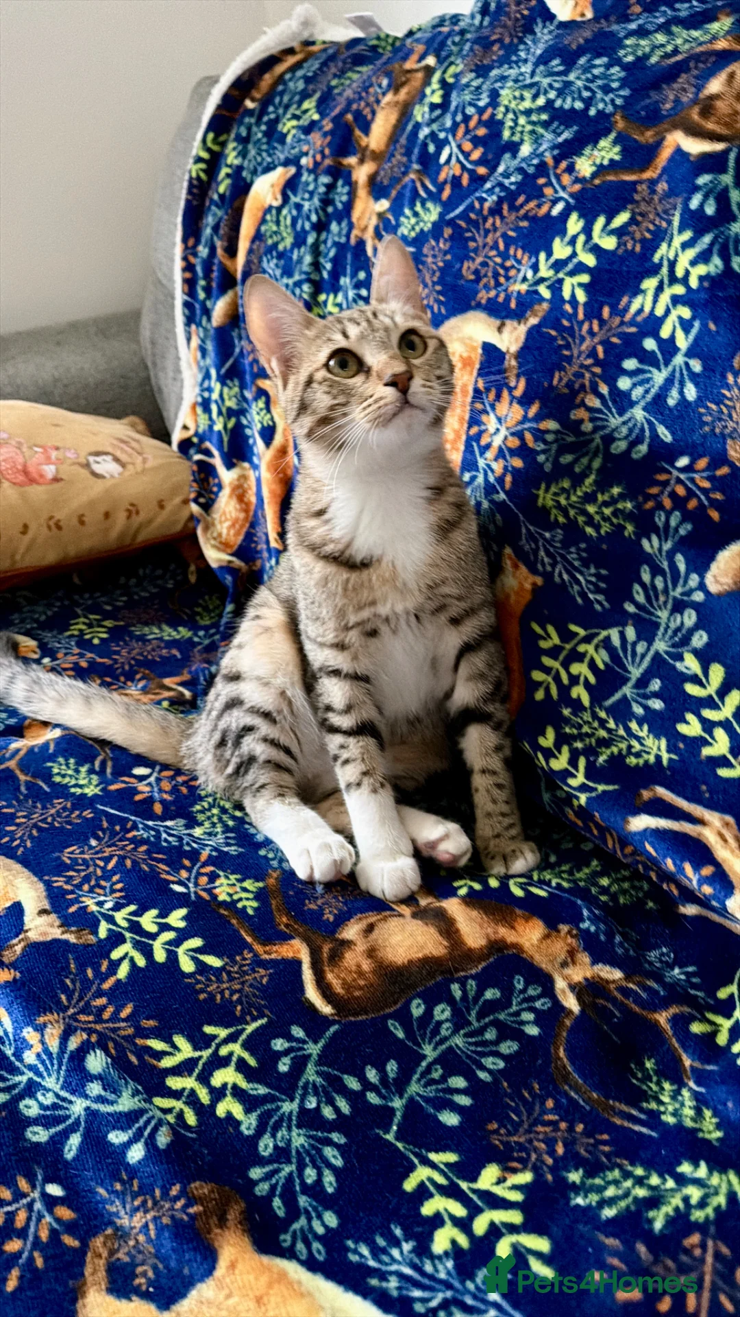 Arabian Mau cats for adoption: Meet Lulu & Lily (House/Indoor Cats) 💕 - Advert 2