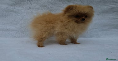 Pomeranian dogs in Boston - Advert 10