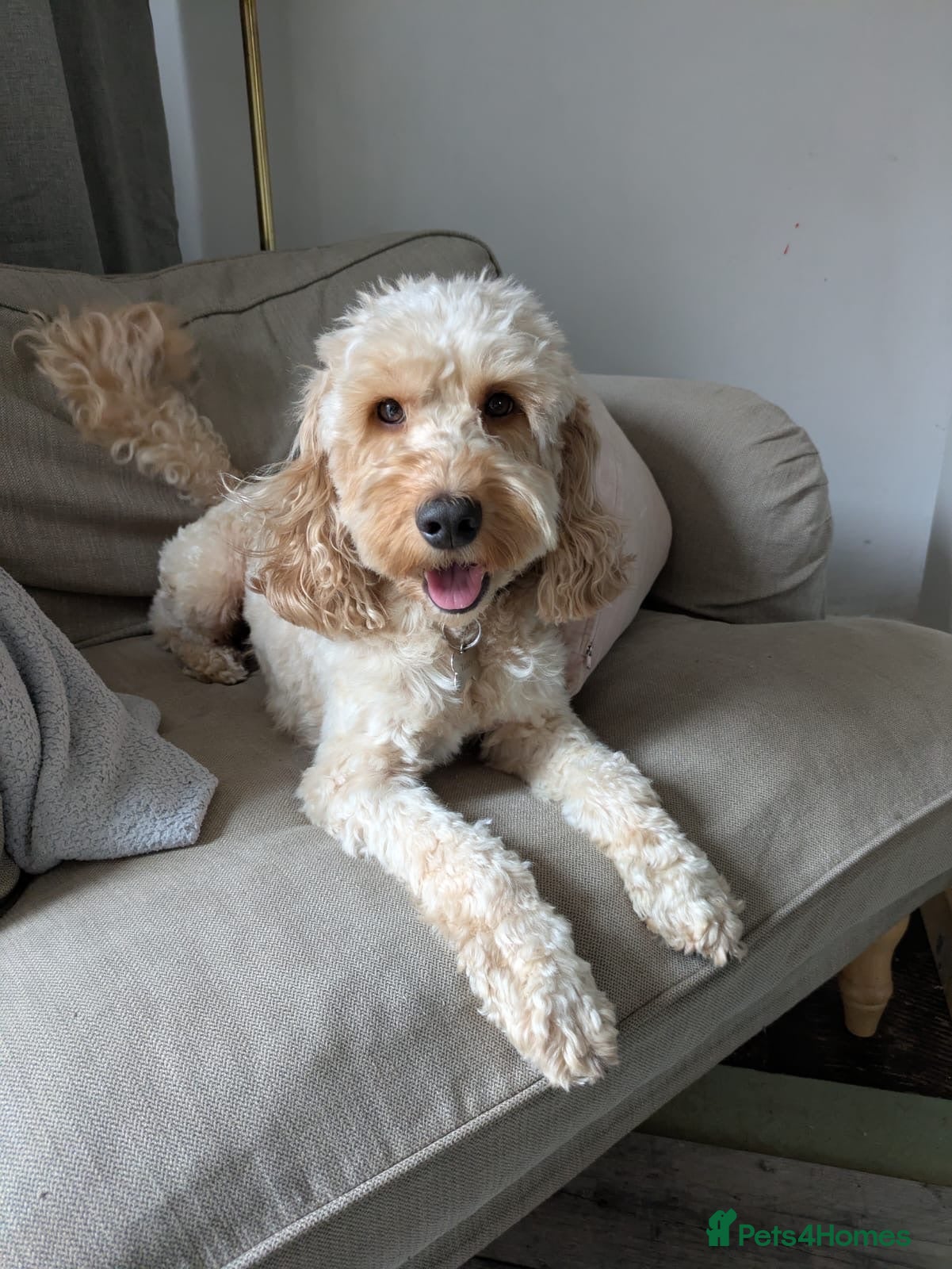 Cockapoo dogs 5 year old cockerpoo - Teddy - Advert 11