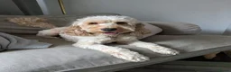 Cockapoo dogs for sale: 5 year old cockerpoo - Teddy in Ware - Advert 1