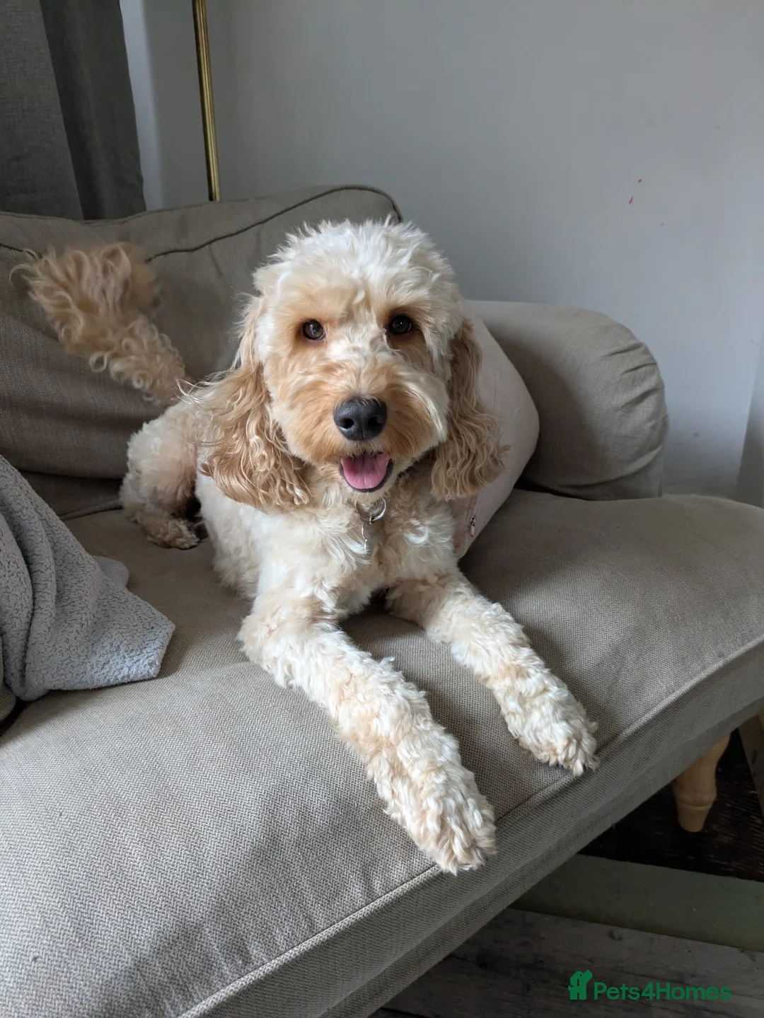 Cockapoo dogs for sale: 5 year old cockerpoo - Teddy in Ware - Advert 1