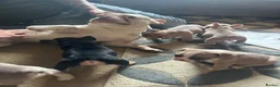 French Bulldog dogs for stud: 💎Proven Platinum French Bulldog Stud Available💎 - Advert 4