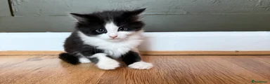 Mixed Breed Kitten 1