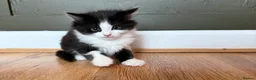 Mixed Breed cats for sale: 3 beautiful kittens - Advert 8