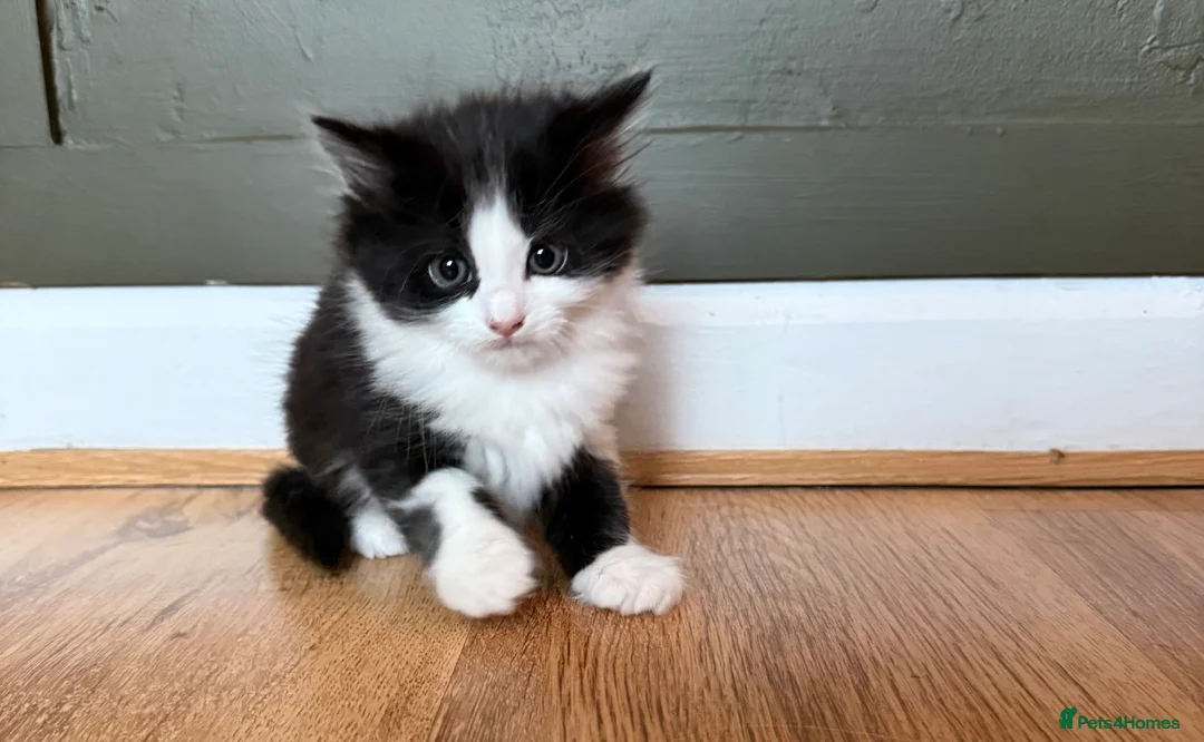 Mixed Breed cats for sale: 3 beautiful kittens - Advert 8