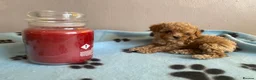 Maltipoo dogs for sale: RARE Tiny F1B Asian maltipoo puppies - Advert 6