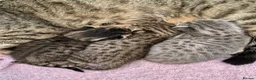 Savannah cats for sale: Absolutely striking Savannah kittens  2 left!!  - Advert 2