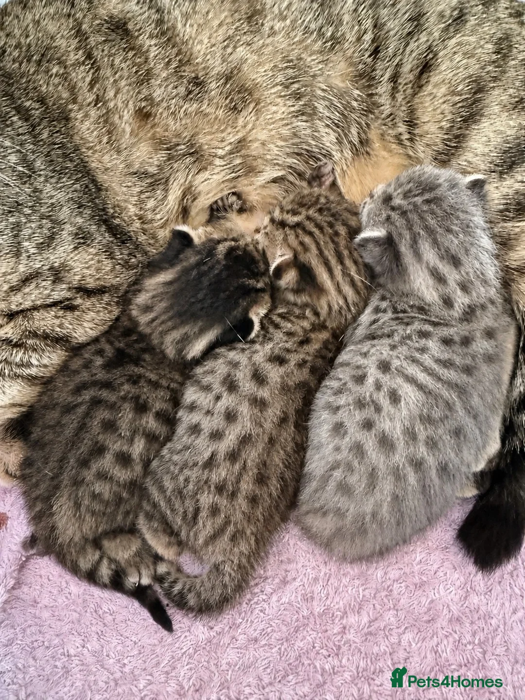 Savannah cats for sale: Absolutely striking Savannah kittens  2 left!!  - Advert 2