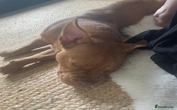 Mixed Breed dogs for sale: Pocket bully - Image 4