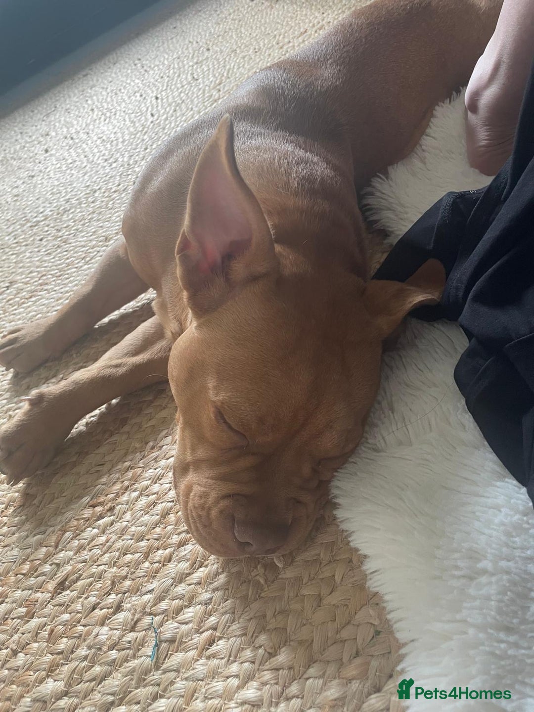 Mixed Breed dogs for sale: Pocket bully - Image 4