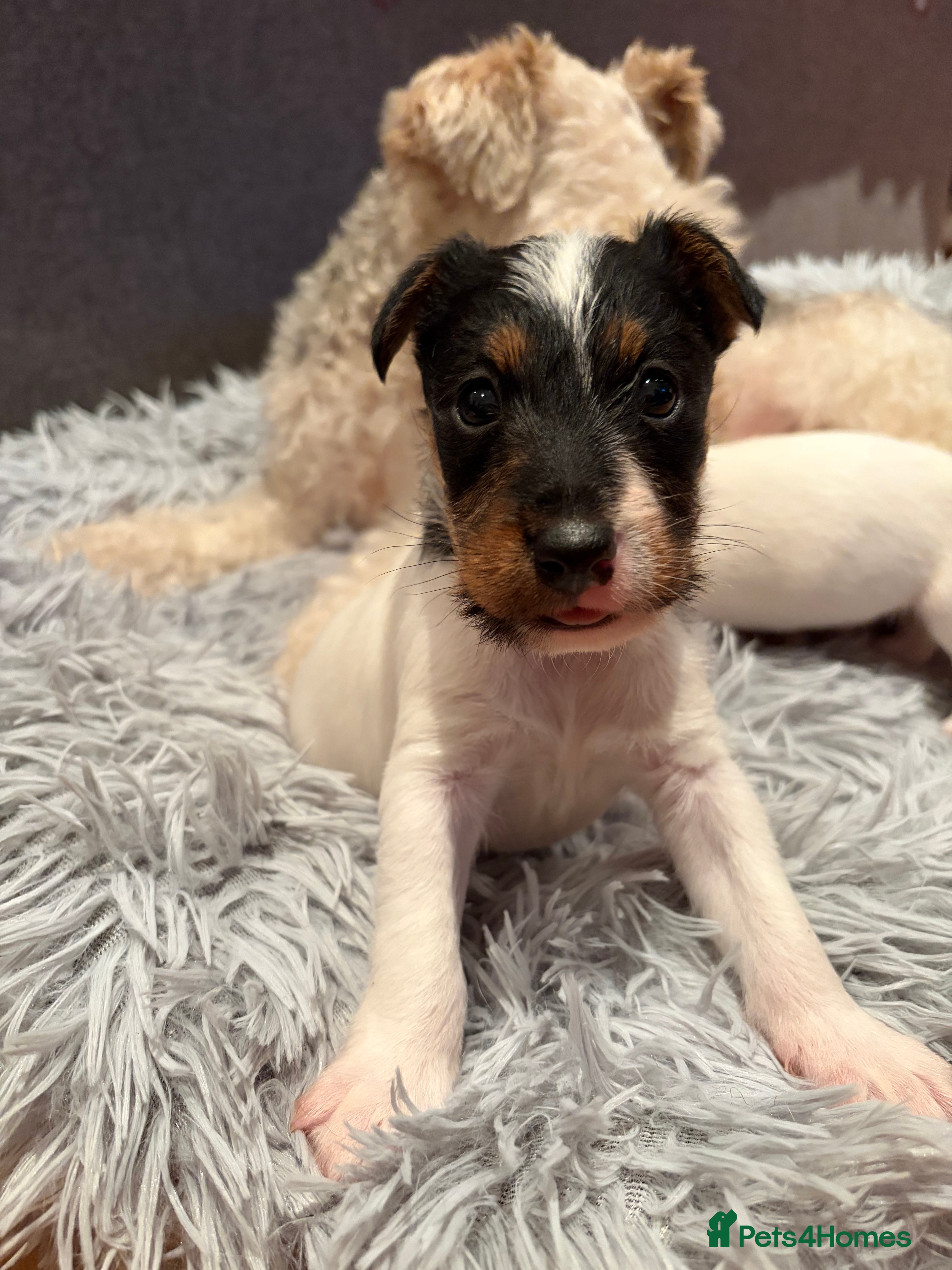 Mixed Breed dogs Jack Russell x Fox Terrier puppies - Advert 10