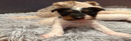 Mixed Breed dogs for sale: Jack Russell x Fox Terrier puppies - Advert 1