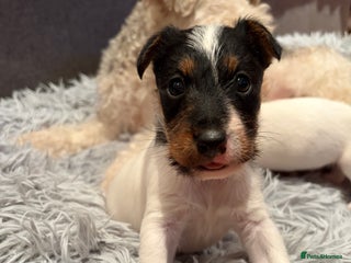 Mixed Breed dogs Jack Russell x Fox Terrier puppies - Advert 10