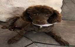 Cockapoo dogs for sale: Cocapoo - Image 1