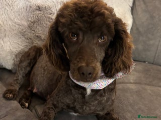 Cockapoo dogs - Advert 36