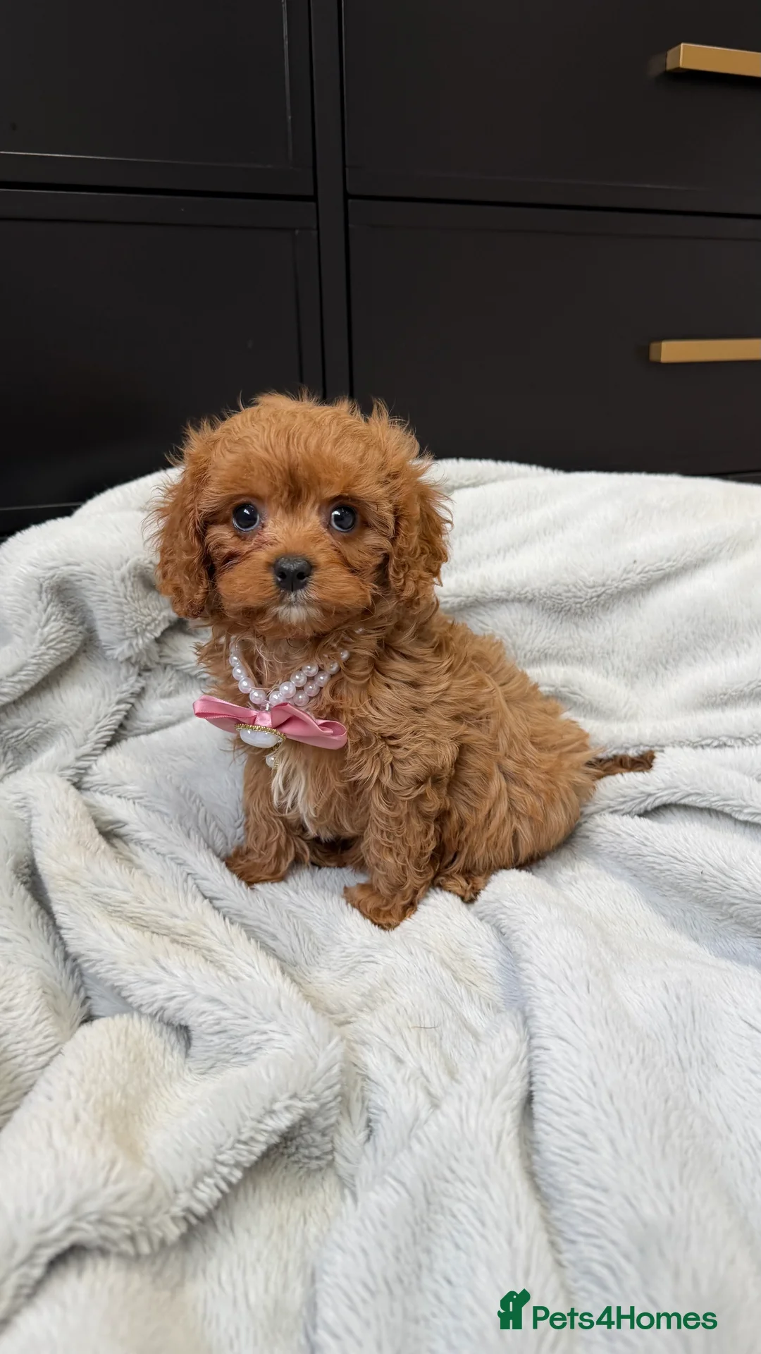 Cavapoo dogs for sale: Last red girl 8 weeks old now  - Advert 4