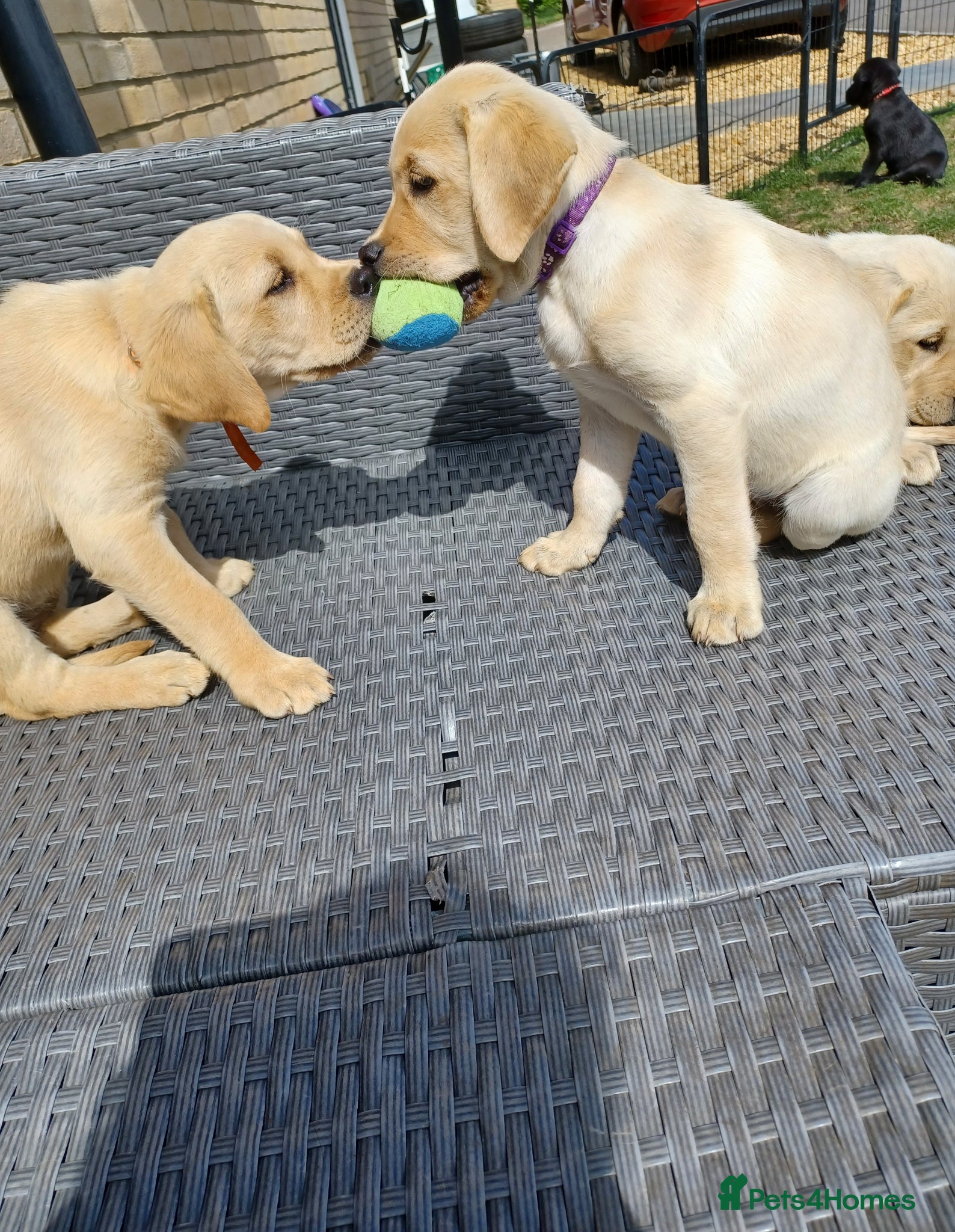 Labrador Retriever dogs Last golden girl looking for her forever home - Advert 2