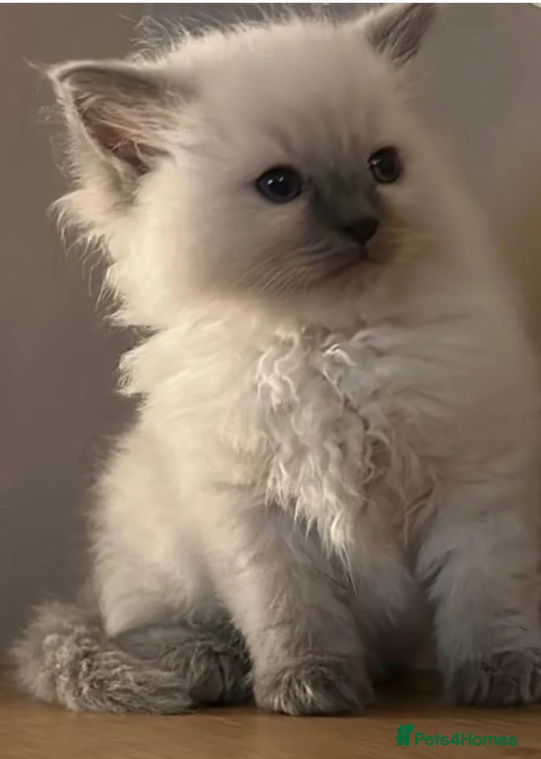 Ragdoll cats for sale: Seal point/seal point mitted and mitted blue point - Advert 14