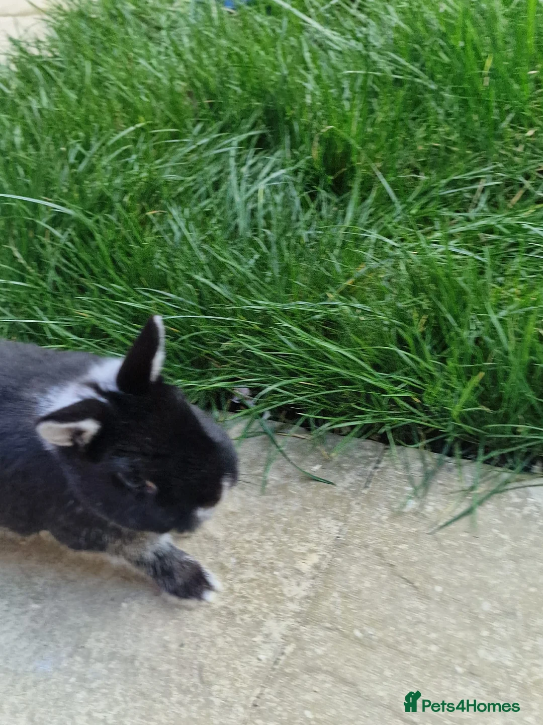 Netherland Dwarf rabbits for sale: 2 female Netherlands dwarf rabbits with hutch - Advert 22