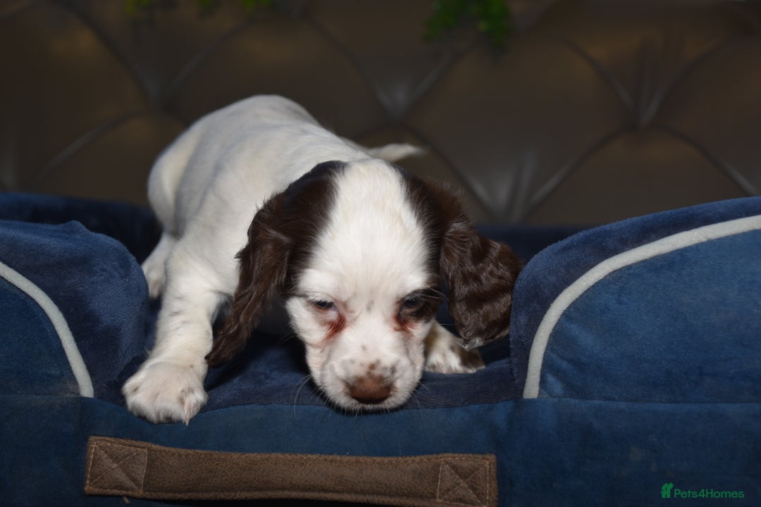 Cocker Spaniel dogs for sale: Kc Reg Health Tested Cocker Spaniel Puppies - Advert 38