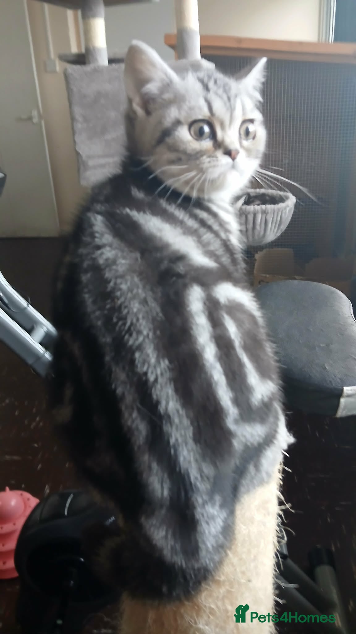 British Shorthair cats  Bsh.Silver Classic Tabby. GCCF - Advert 15