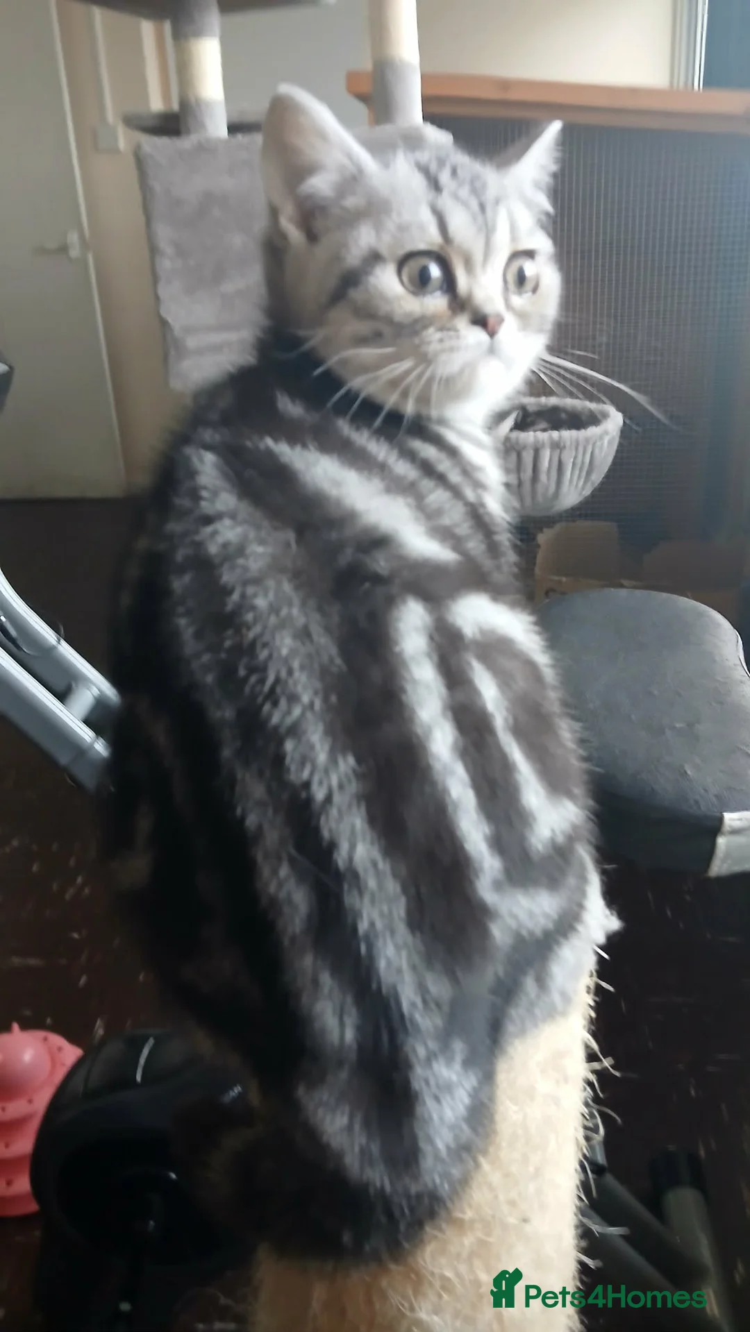 British Shorthair cats for sale:  Bsh.Silver Classic Tabby. GCCF - Advert 1