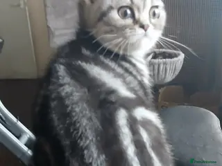 British Shorthair cats Bsh.Silver Classic Tabby. GCCF - Advert 15