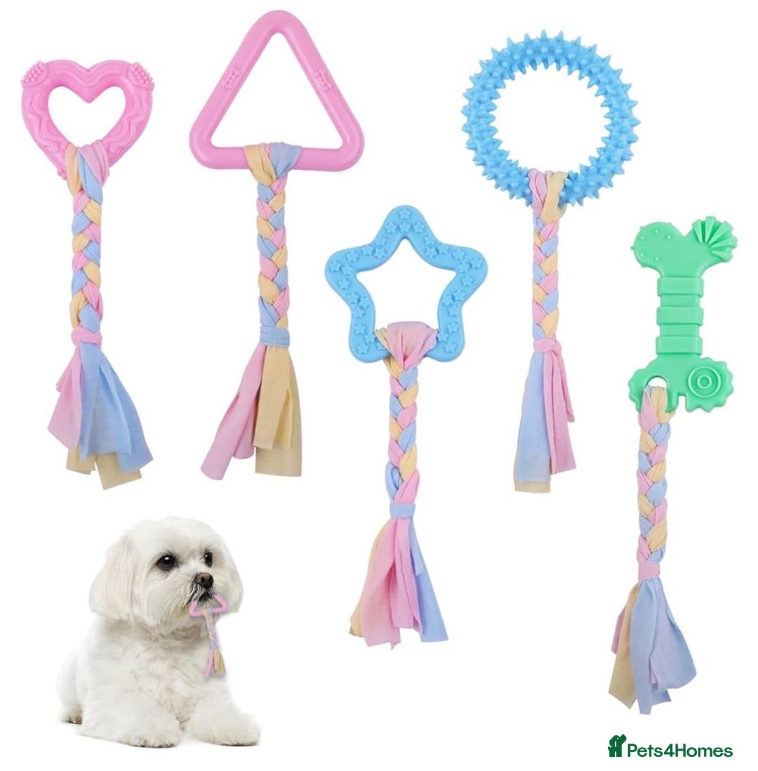 Cavapoochon dogs for sale: 🌟 Ready to leave 23rd Dec F1b cavapoochon puppies - Advert 21