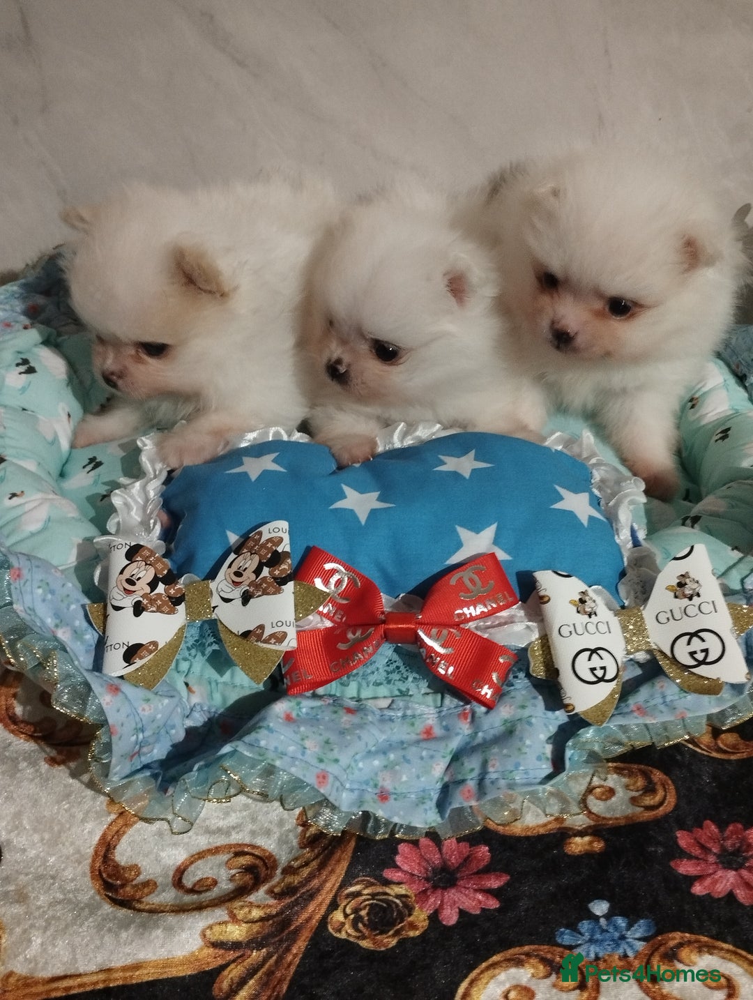 Pomeranian dogs for sale: 💝💝💝High-quality little boys💝💝💝 - Image 10