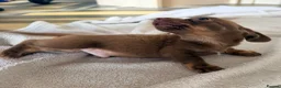 Mixed Breed dogs for sale: Dachshund x Pomchi Puppies – 2 Boys & 2 Girls in Pontefract - Advert 6