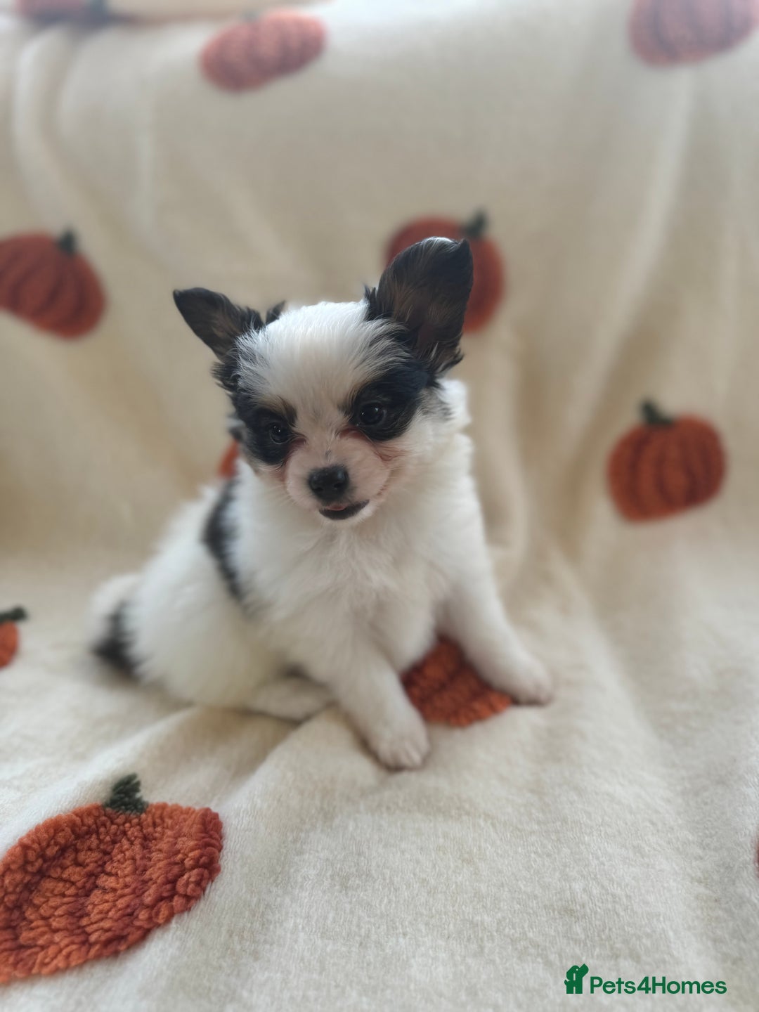Papillon dogs for sale: 2 Beautiful Pedigree Female Papillons  - Image 14