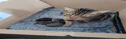 Mixed Breed cats for sale: Kittens for sale  - Advert 13