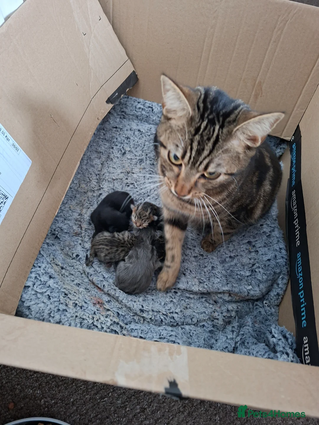 Mixed Breed cats for sale: Kittens for sale  - Advert 13