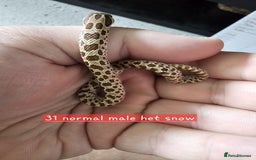Snake reptiles for sale: Western Hognose Snakes Adults&Hatchlings - Image 8