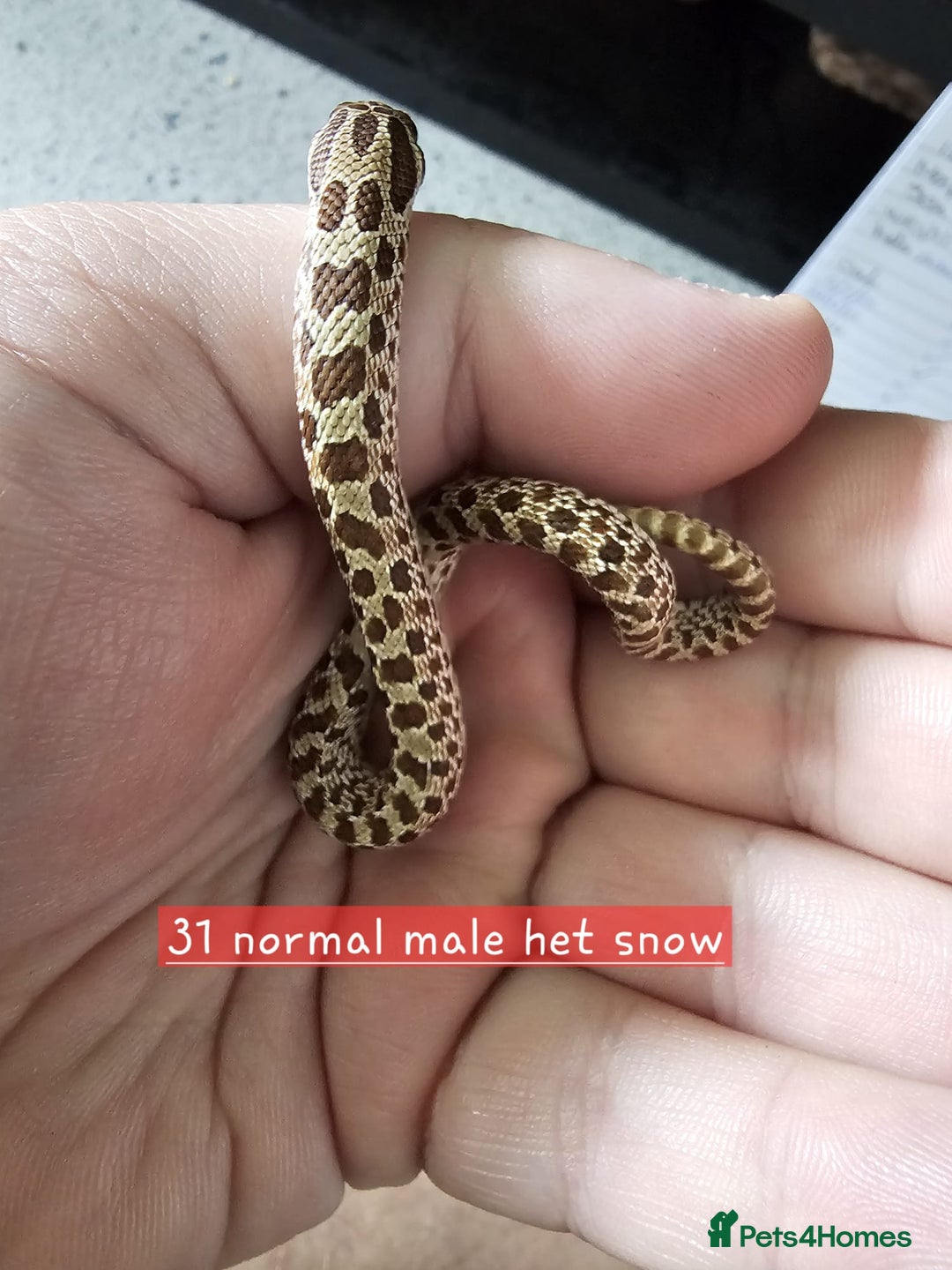 Snake reptiles for sale: Western Hognose Snakes Adults&Hatchlings - Image 8