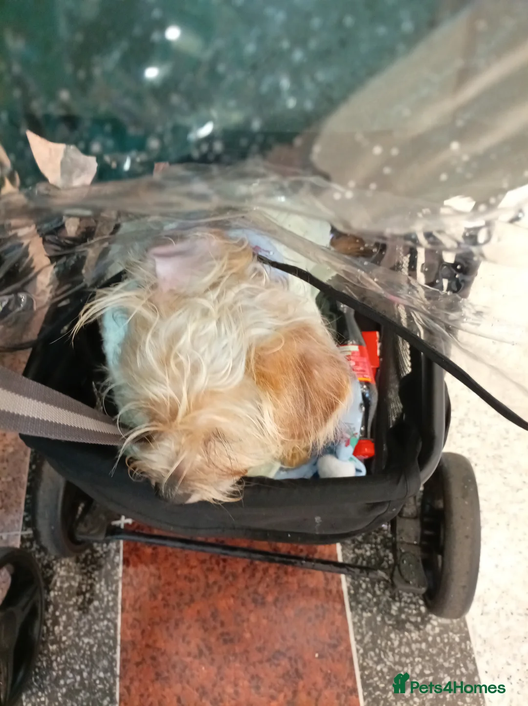 Shorkie dogs for sale: Shorkie 8 m old  - Advert 5