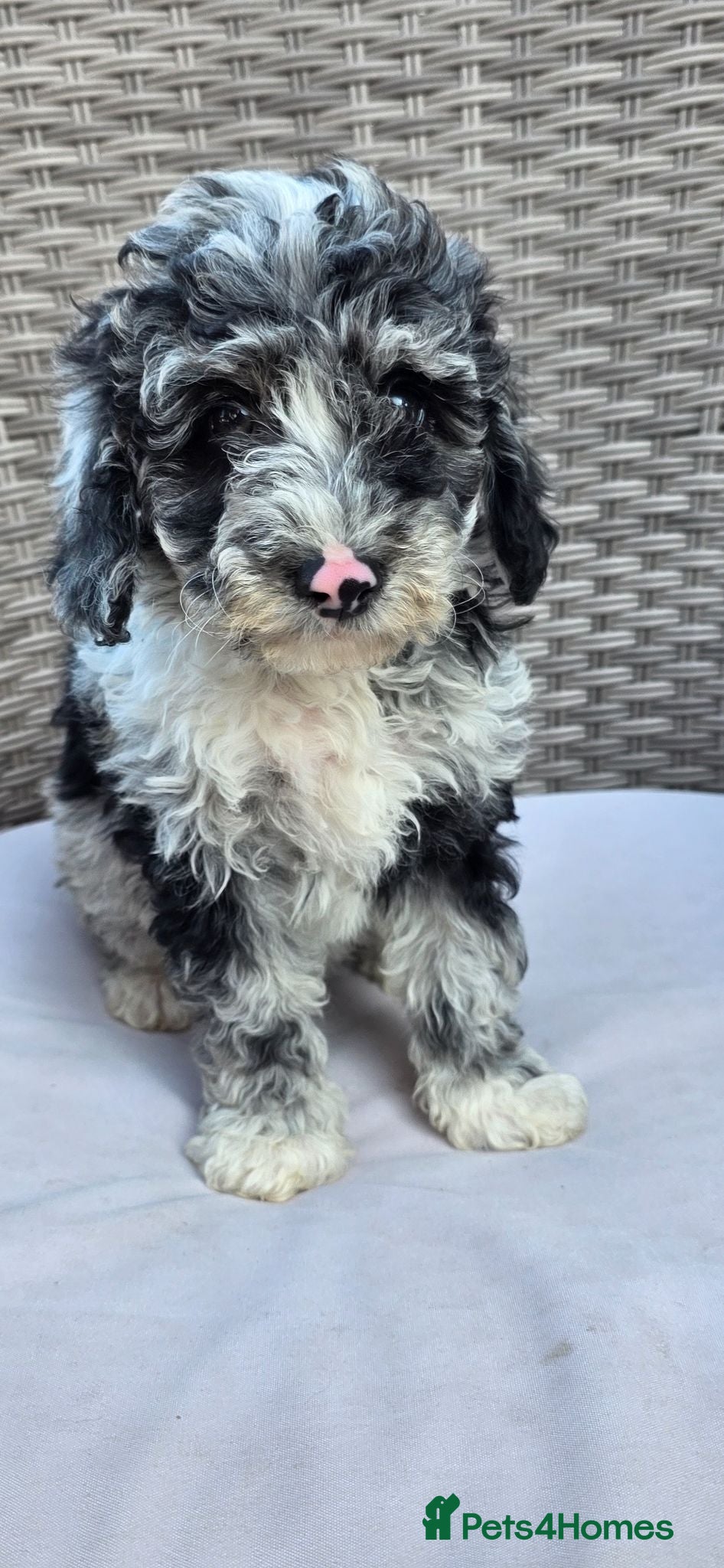 Cockapoo dogs Beautiful cockapoo puppies  - Advert 14